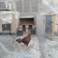 خروس لاری