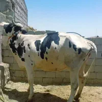 گاو شیری
