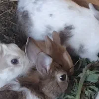 بچه خرگوش|موش و خرگوش|مشهد, امین آباد|دیوار