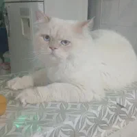 گربه ۱ ساله نر و بازیگوش و پرشین کلاسیک خیلی زیبا