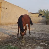 نریان 7ماهه|اسب و تجهیزات اسبسواری|باوی, |دیوار