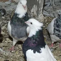 یک جفت کبوتر طوقی نرو ماده