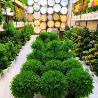 تولید و پخش درختچه مصنوعی