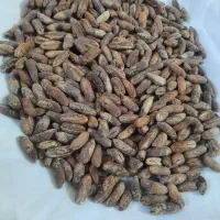 هسته خرما شسته آفتاب شده