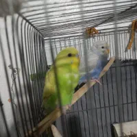 مرغ عشق بالغ|پرنده|تاکستان, |دیوار