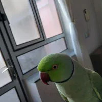 طوطی|پرنده|سراب, |دیوار