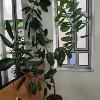 گلدان وگل ۲ متر ونیم سر حال و زیبا