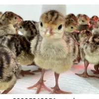 جوجه بوقلمون