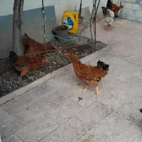 خروس ومرغ محلی|حیوانات مزرعه|رشت, جهاد|دیوار