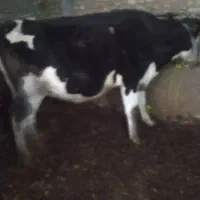 گاو  سمینتال