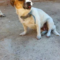 واگذاری سگ پا کوتاه ماده|سگ|مرودشت, ثبت احوال|دیوار