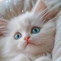 تجربه یک زندگی متفاوت و لاکچری/حر آج گربه kittycat|گربه|تهران, گیشا|دیوار