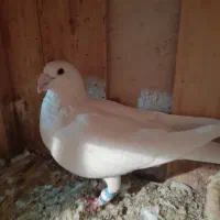 زرد دم سفید هومر|پرنده|قم, چهار مردان|دیوار