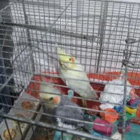 چهار تا  عروس هلندی|پرنده|اردبیل, |دیوار