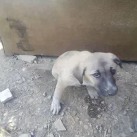 واگذاری رایگان سگ