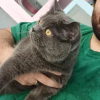 پانسیون سگ پانسیون گربه