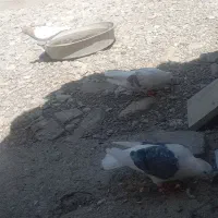 پرنده
