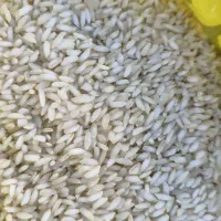 اصل چمپا|خوردنی و آشامیدنی|بروجن, |دیوار