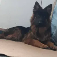 ژرمن بلک فیس|سگ|بهبهان, |دیوار