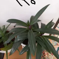 کیف نیه گل|کیف، کفش، کمربند|سنندج, |دیوار