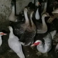 غازهای درشت هیکل|حیوانات مزرعه|اردبیل, |دیوار