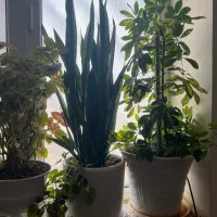 گل و گیاه|گل و گیاه طبیعی|اهواز, کوی باهنر|دیوار