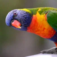 لوری وطوطی کاسکو طوطی پرکن...