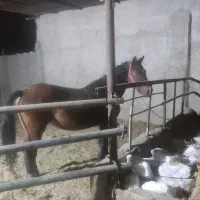 کره و مادیان