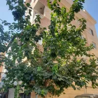 آپارتمان ۴۸ متر دوبر