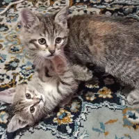 ۲ ماهه جفتی واگذاری به خانوم ها فقط فقط و فقط