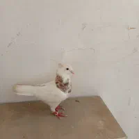 طوقی
