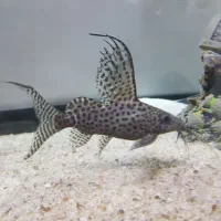 ماهی کت خرگوشی ۱۵ سانت