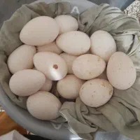 نگشتر تخم بقلمون ۱۲ تا