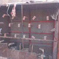 قفس فنسی|لوازم جانبی حیوانات|ماهان, |دیوار