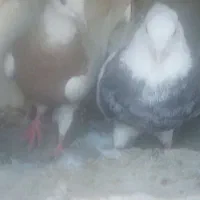 طوقی هم سرور کاکلی