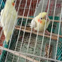 عروس هلندی رام