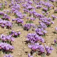 فروش زعفرون اصل ااعلا