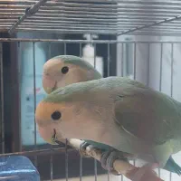 طوطی برزیلی جفت زیبا