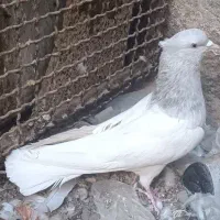 جوجه کله ای