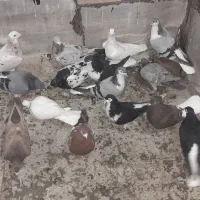 کبوتر رنگی گرفتنی|پرنده|قزوین, |دیوار