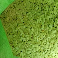 تخمه افتابگردان|خوردنی و آشامیدنی|مشهد, آبکوه|دیوار