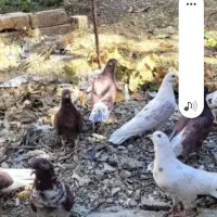 5 عدد کفتر پرشی فقط با مرغ تخم گذار معامله می کنم