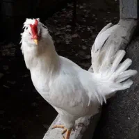 خروس گلین اصیل