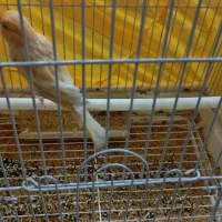 فنچ گلدین نر و قناری ماده سالم و سلامت و پررنگ|پرنده|اسلام‌شهر, مظفریه|دیوار