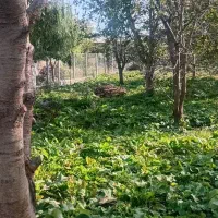 باغ گیلاس تک دانه نزدیک خوی