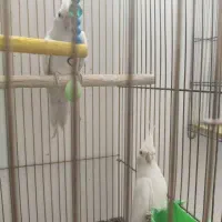 طوطی با تخم و۷جفت