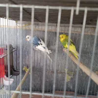 مرغ عشق نر بالغ