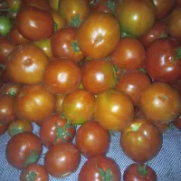 گوجه فرنگی مخصوص رب به شرط ازبذر خاص و مرغوب ترین|خوردنی و آشامیدنی|بوکان, |دیوار