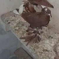 قرمزی آغ گویروخ