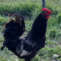خروس نژاد گلین